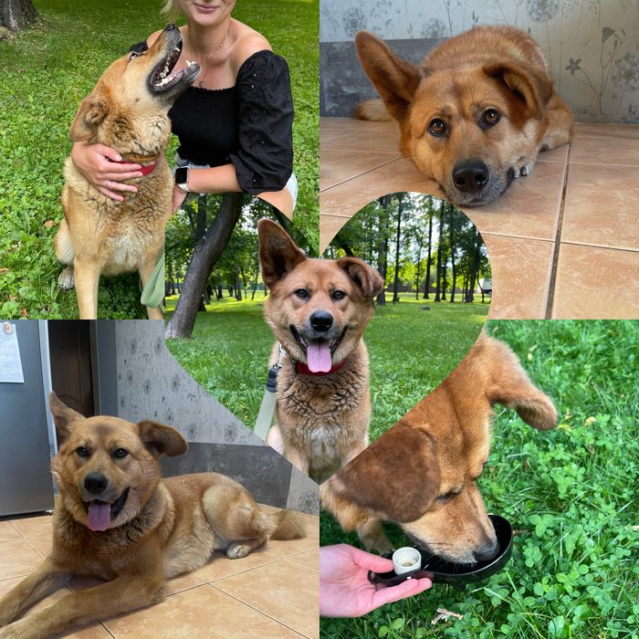 Готель для тварин, перетримка