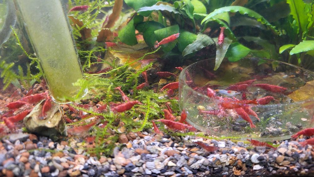 Krewetki red cherry