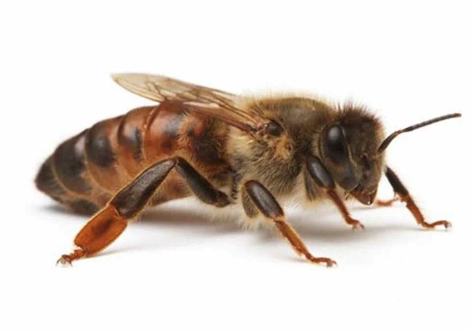 Rodziny pszczele, pszczoły ule ramka wielkopolska