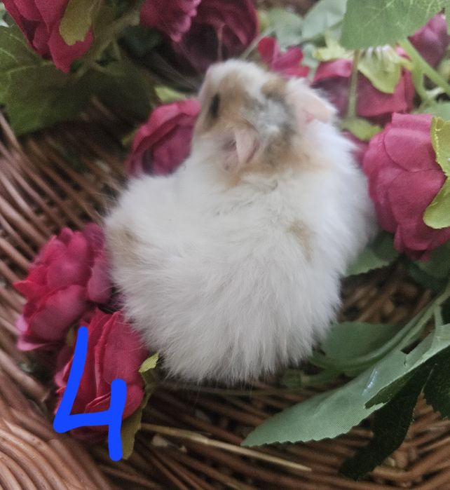 Chomiki syryjskie długowłose