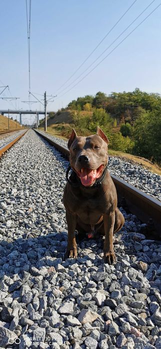 Вязка Американский Питбуль