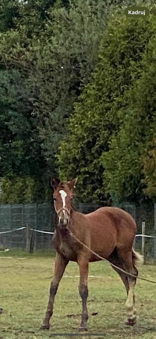 Ogier konia sląskiego