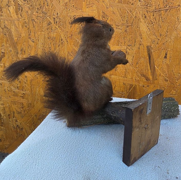 Продам   Чучело    белки