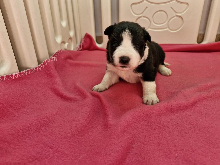 Border Collie suczka