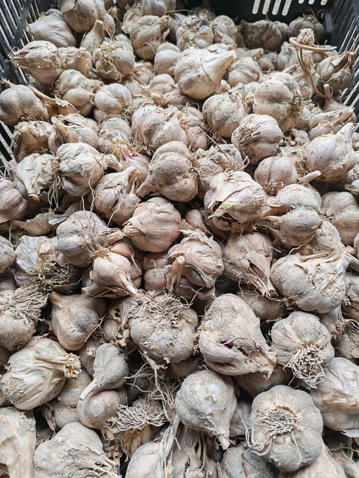 Czosnek ozimy harnaś 2kg