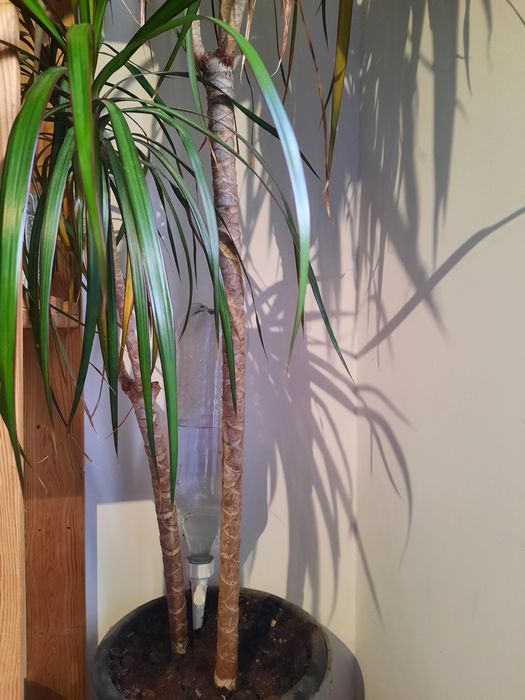 Regador de Plantas por Gravidade com Ajuste