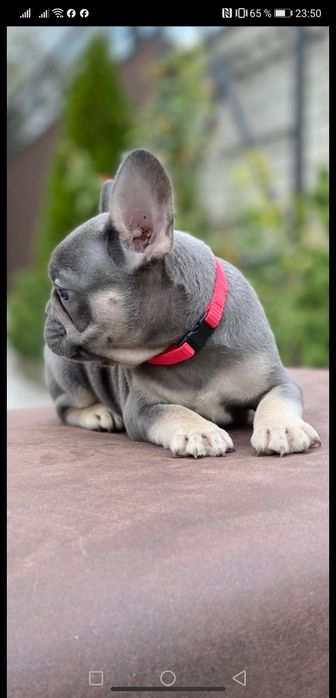 Шикарный мальчишка француз.