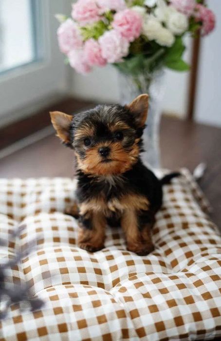 Yorkshire terrier chłopiec gotowy do odbioru