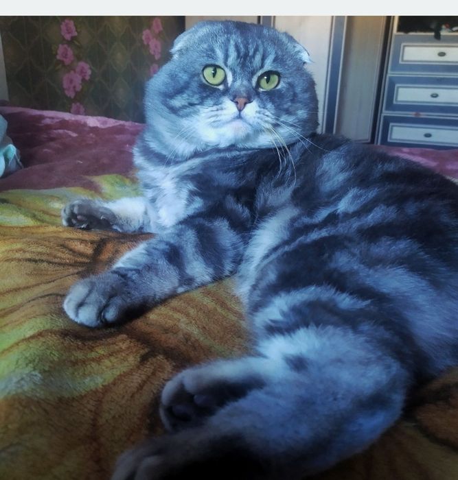 Шотландські кошенята