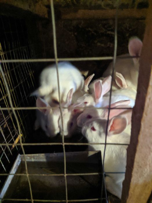 Кролі термонська біла.