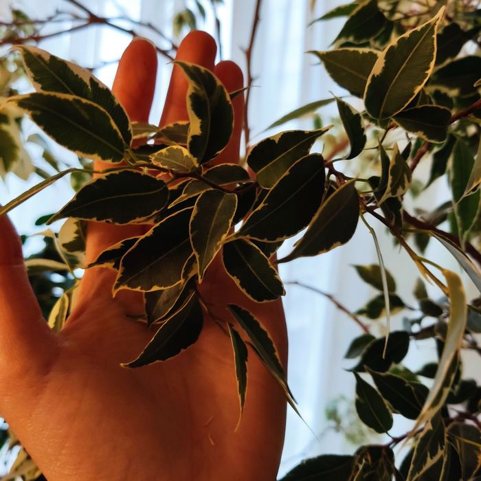 Фікуси бенджаміна