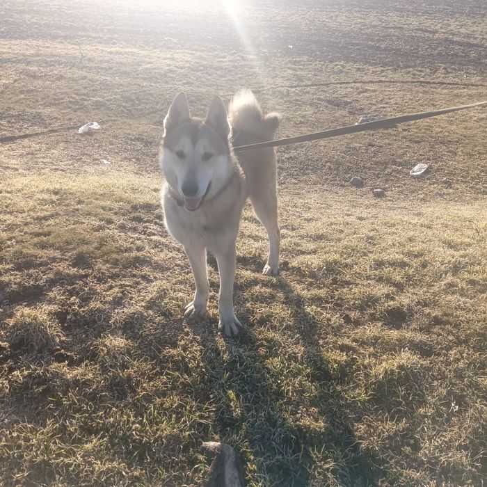 Робоча собака по всьому