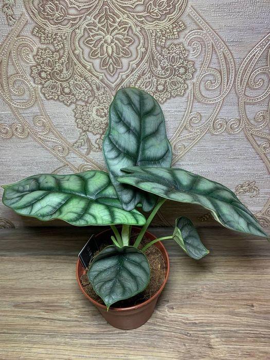 Алоказія Дракон Скайл