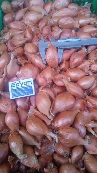 Продам цибуля кущівку