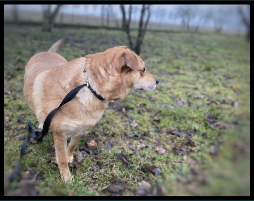 Max - w typie Labradora