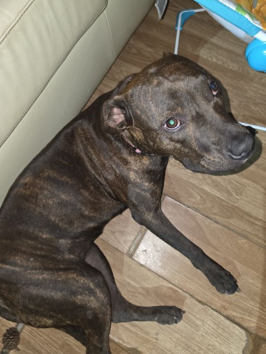 Cadela pitt bull