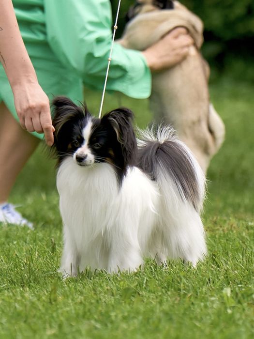 Вязка папійон кобель