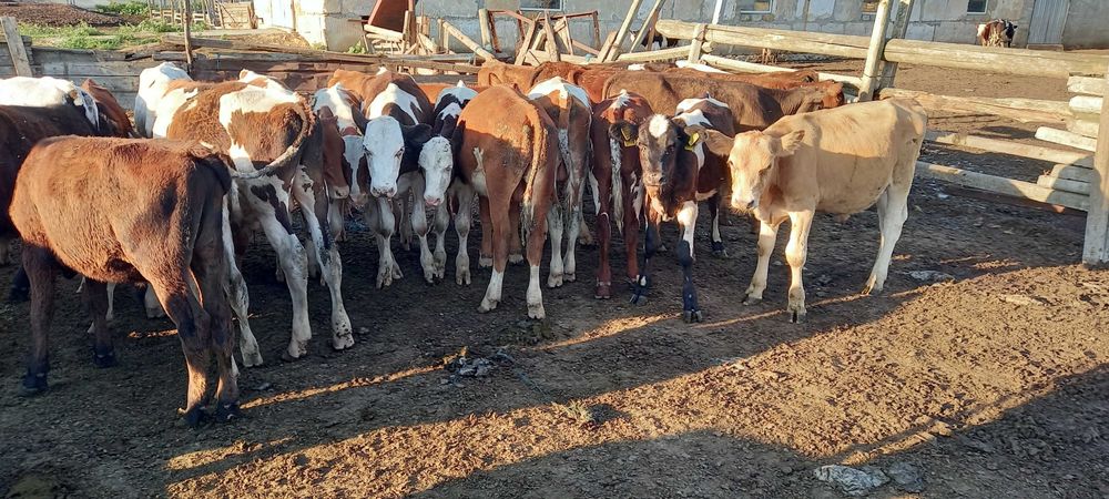 Продам дойное стадо, молодняк больше 80 голов.