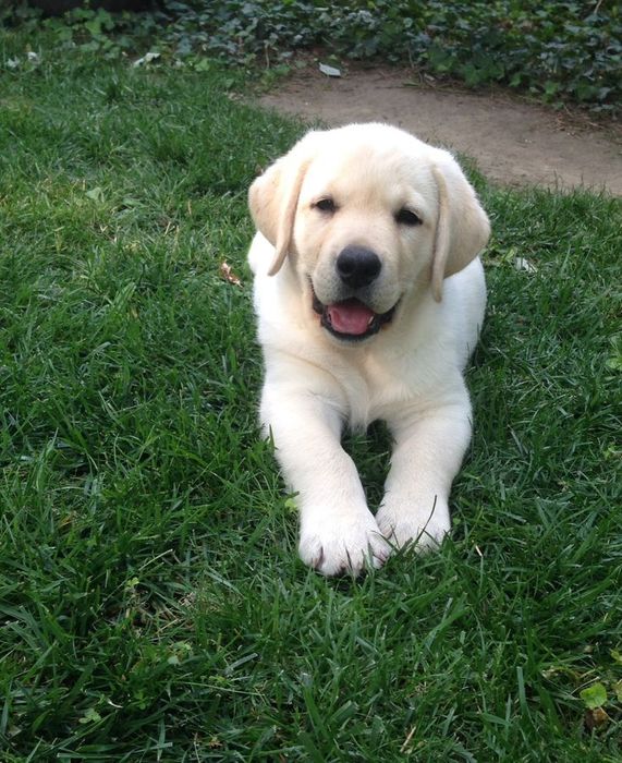 Шоколад хлопчики та дівчата Лабрадорчики з документами є ЧІП Доставка