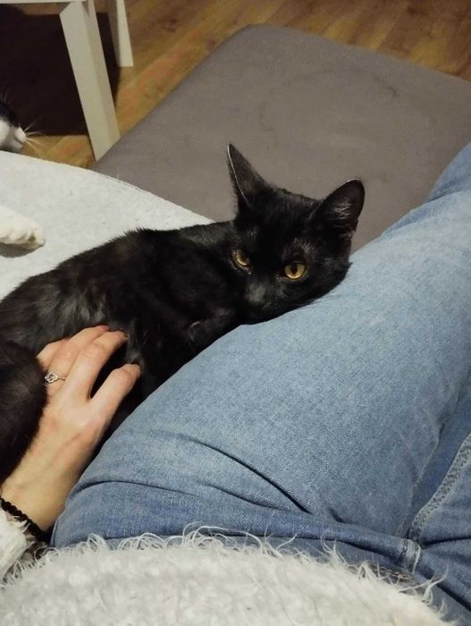 Mijusia śliczna kotka do adopcji