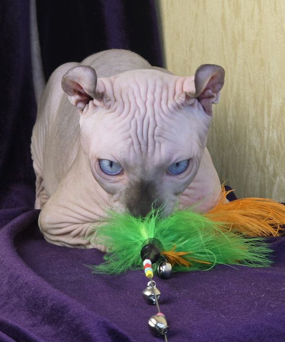 Ельф хлопчик з блакитними оченятами