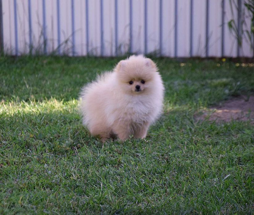 Wika - suczka Pomeranian szuka nowego domu