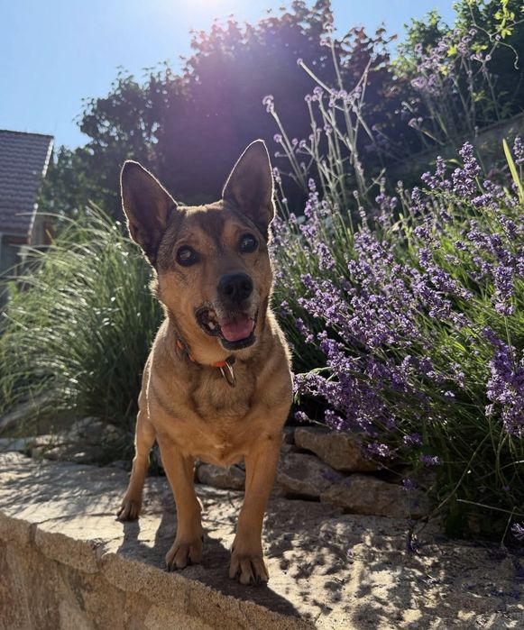 Mały senior który szuka domu