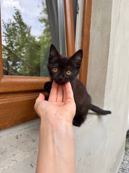 Кошенята у добрі руки