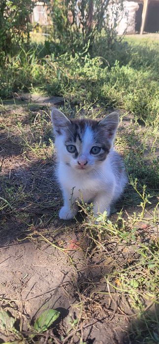 Віддамо котика  в добрі руки