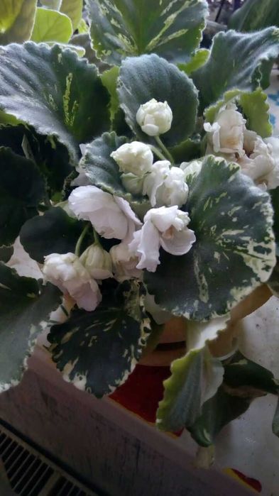 продам декабристы.фиалки