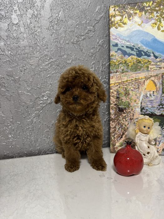 Єдиний хлопчик той пудель 3,5 місяці | FCI |Toy poodle ready to move