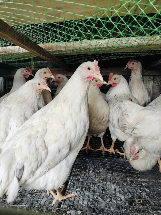 КуриОПТ,Ломан Браун,Домінант