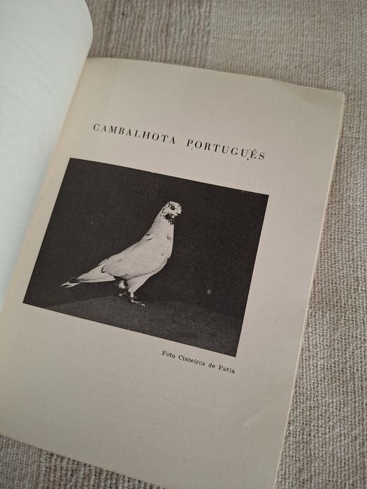 Columbofilia Pombos Portugueses