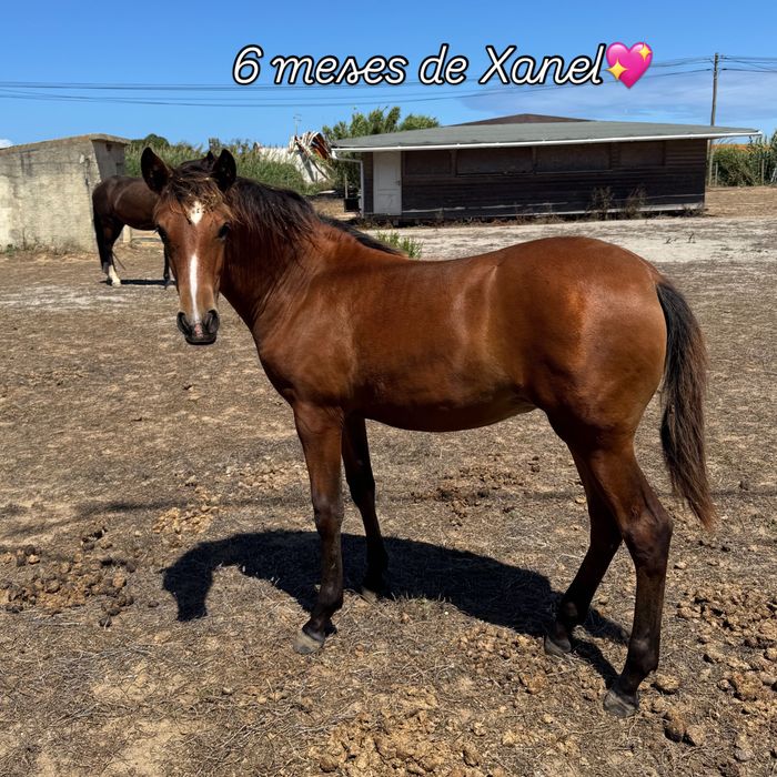 Égua com poldra de 6 meses