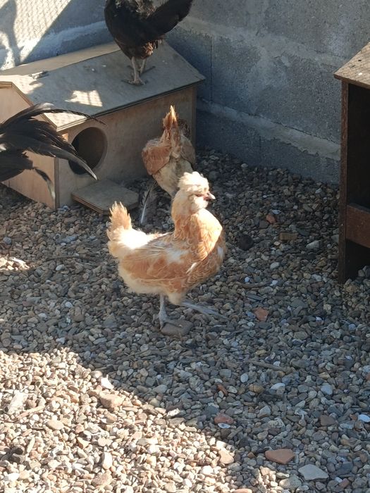 Vendo casal de paduanas