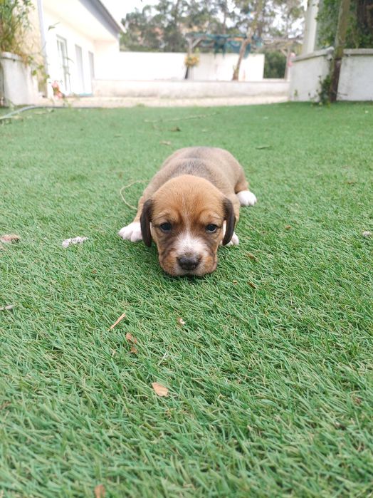 Cachorros para Adoção Responsável