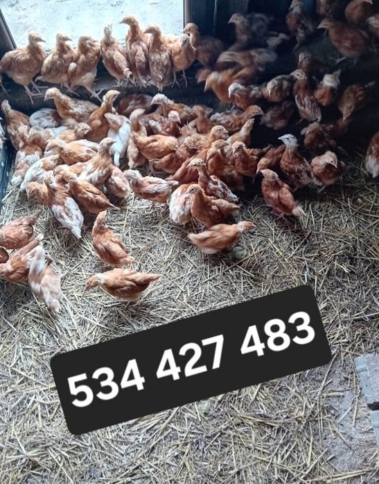 Kura kury rossy naturalne ekologiczne kury pisklaki kury Rosy