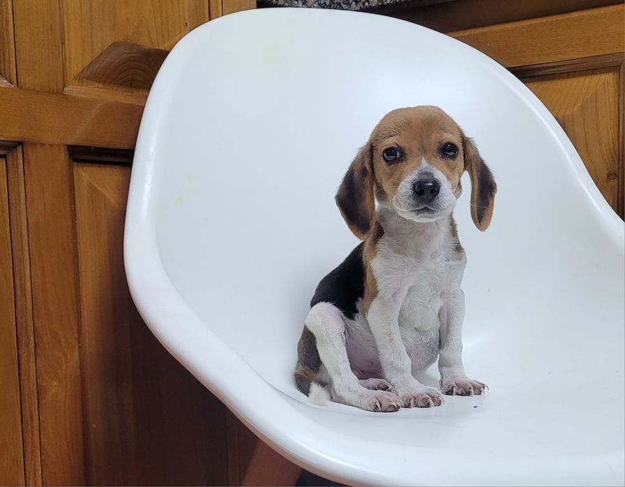 Cachorrinho beagle macho