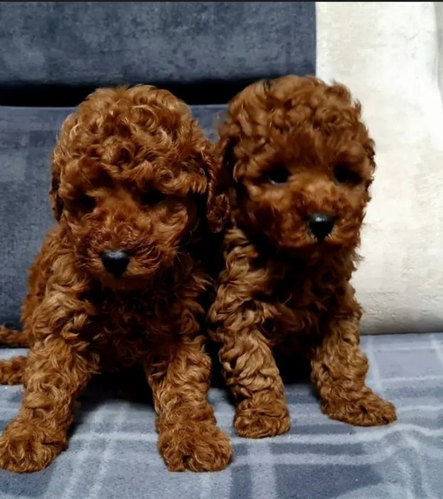 Хлопчики той пудель ред браун!