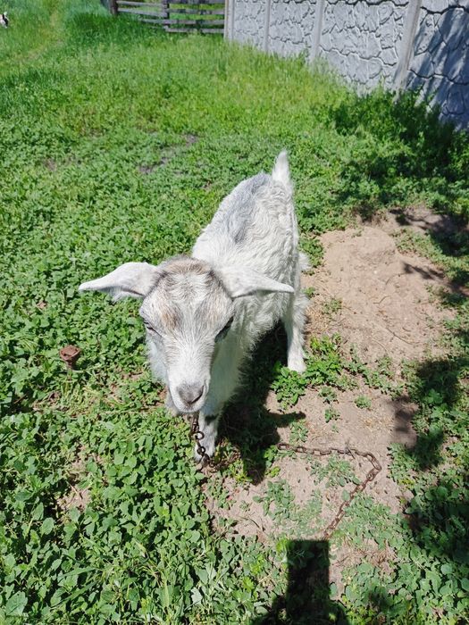 Продам козенят з під гарної кози