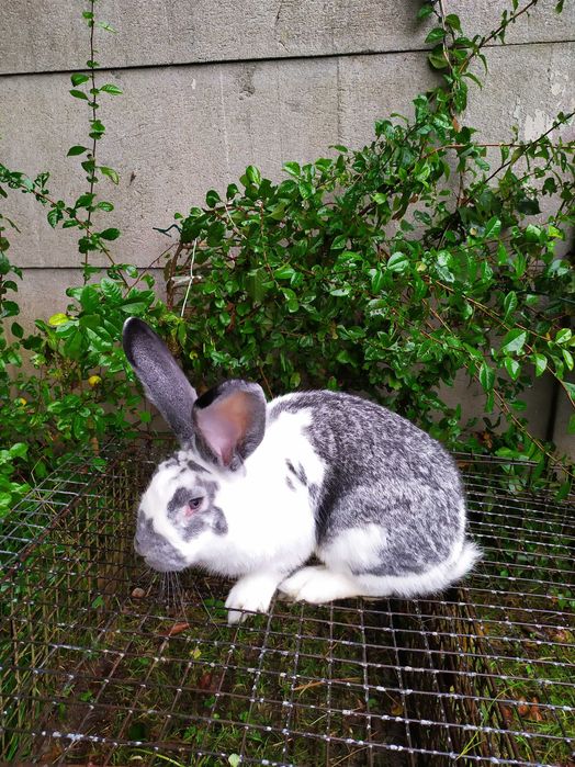 Zamiana królika na samca .