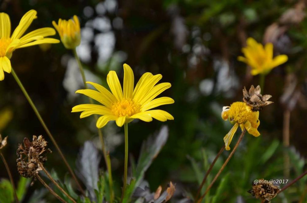 Sementes de Malmequer amarelo