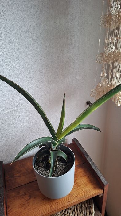 Sansevieria star canary kolekcjonerska