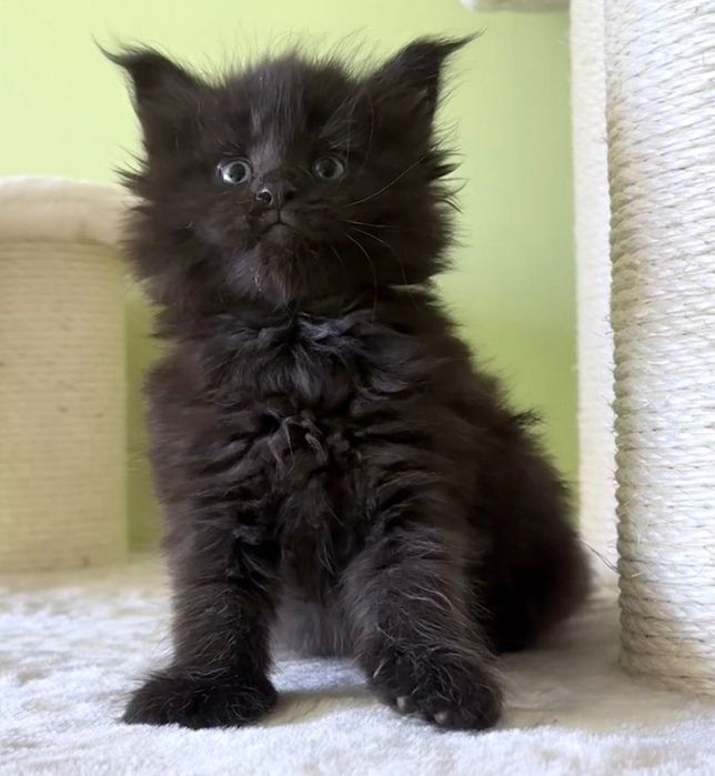 Maine Coon - czarna koteczka ! Po importach !