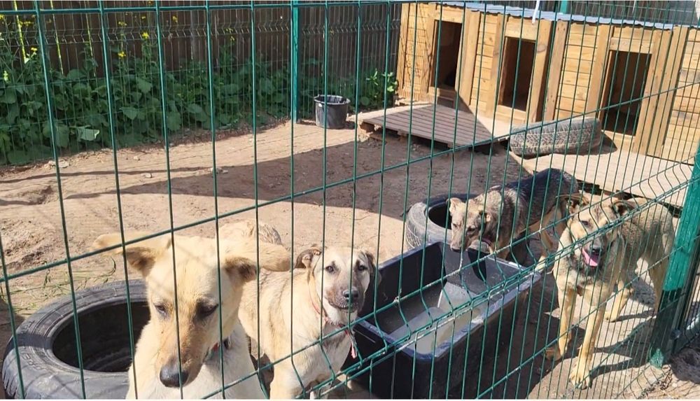 Перетримка для тварин