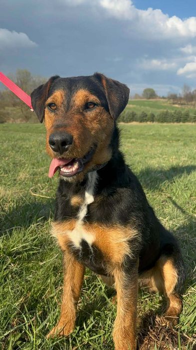 Młody przytulaśny Teedy szuka swojego człowieka