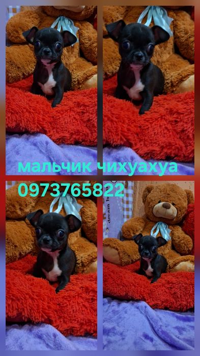 Чарівні малята чіхуахуа. Коббі тип.