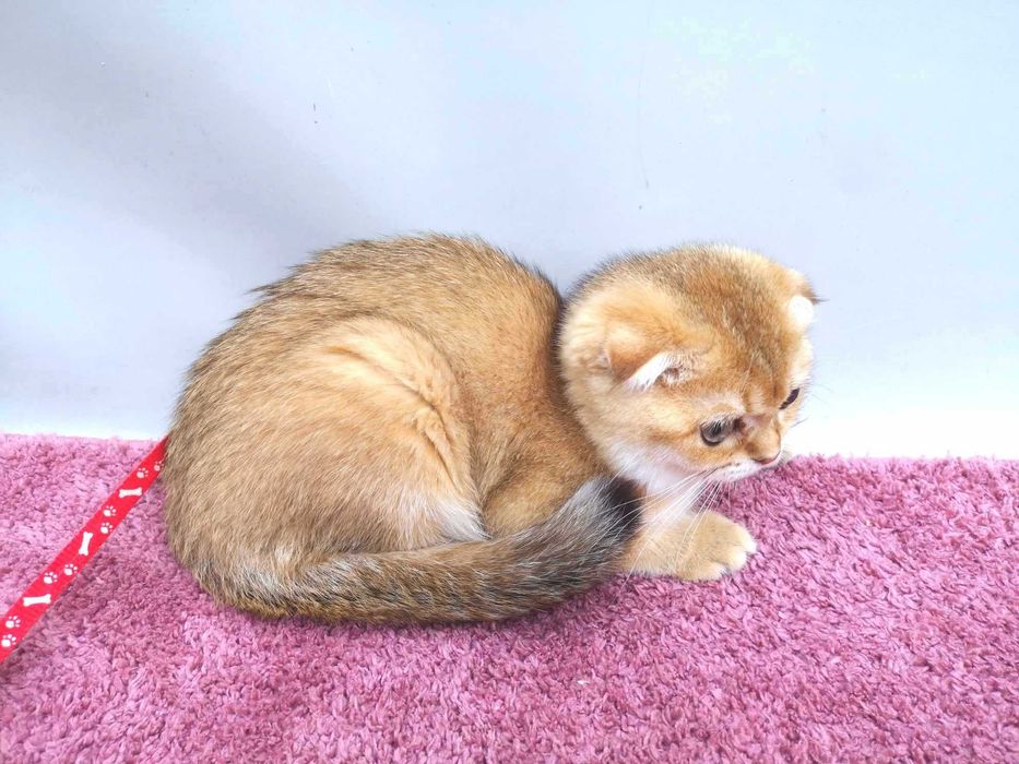 Солнечная вислоухая девочка с родословной 3 мес. Доставка