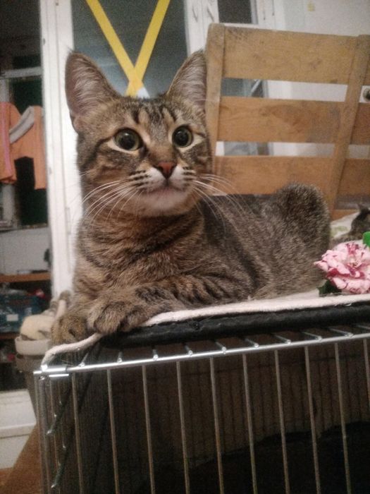 Ласкава дівчинка чекає на кохану родину!