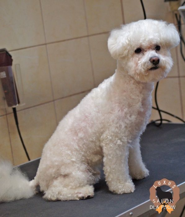 Strzyżenie i pielęgnacja psów Lublin Łęczna